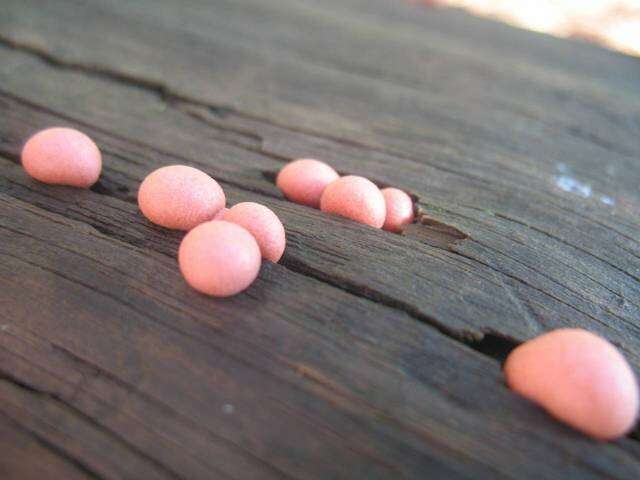 Image of Endosporeae