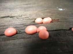 Image of Endosporeae