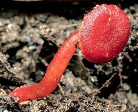 Image of Hygrocybe firma (Berk. & Broome) Singer 1958