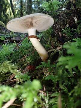 Agrocybe resmi