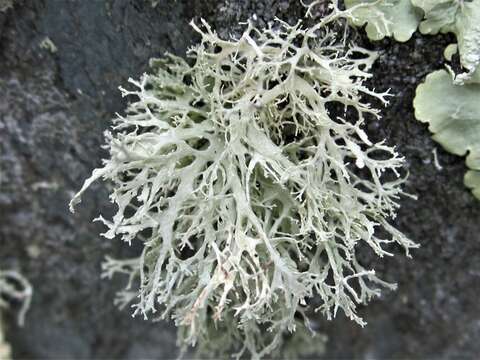 Image of intermediate cartilage lichen