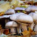 Image of Agaricus deardorffensis Kerrigan 2016