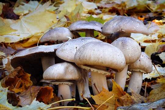 Image of Agaricus deardorffensis Kerrigan 2016