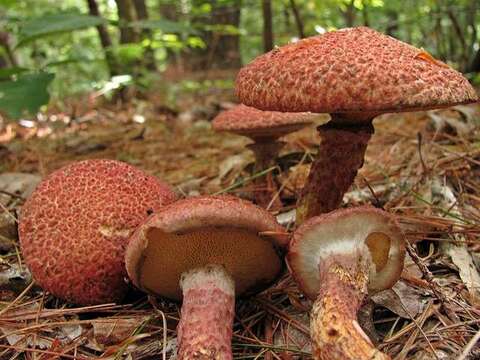 Image de Suillus spraguei (Berk. & M. A. Curtis) Kuntze 1898