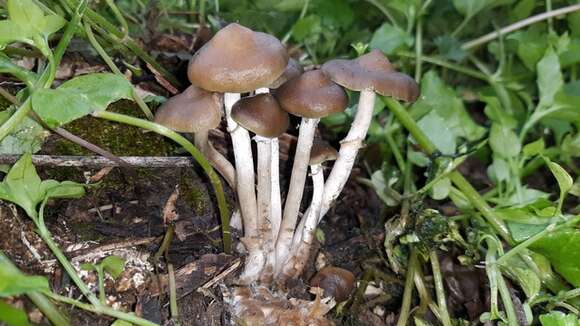 Image of Psilocybe ovoideocystidiata Guzmán & Gaines 2007