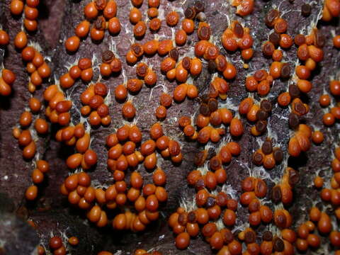 Image of Egg-shell Slime Mold