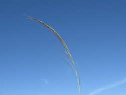 Image of Austrostipa nodosa (S. T. Blake) S. W. L. Jacobs & J. Everett