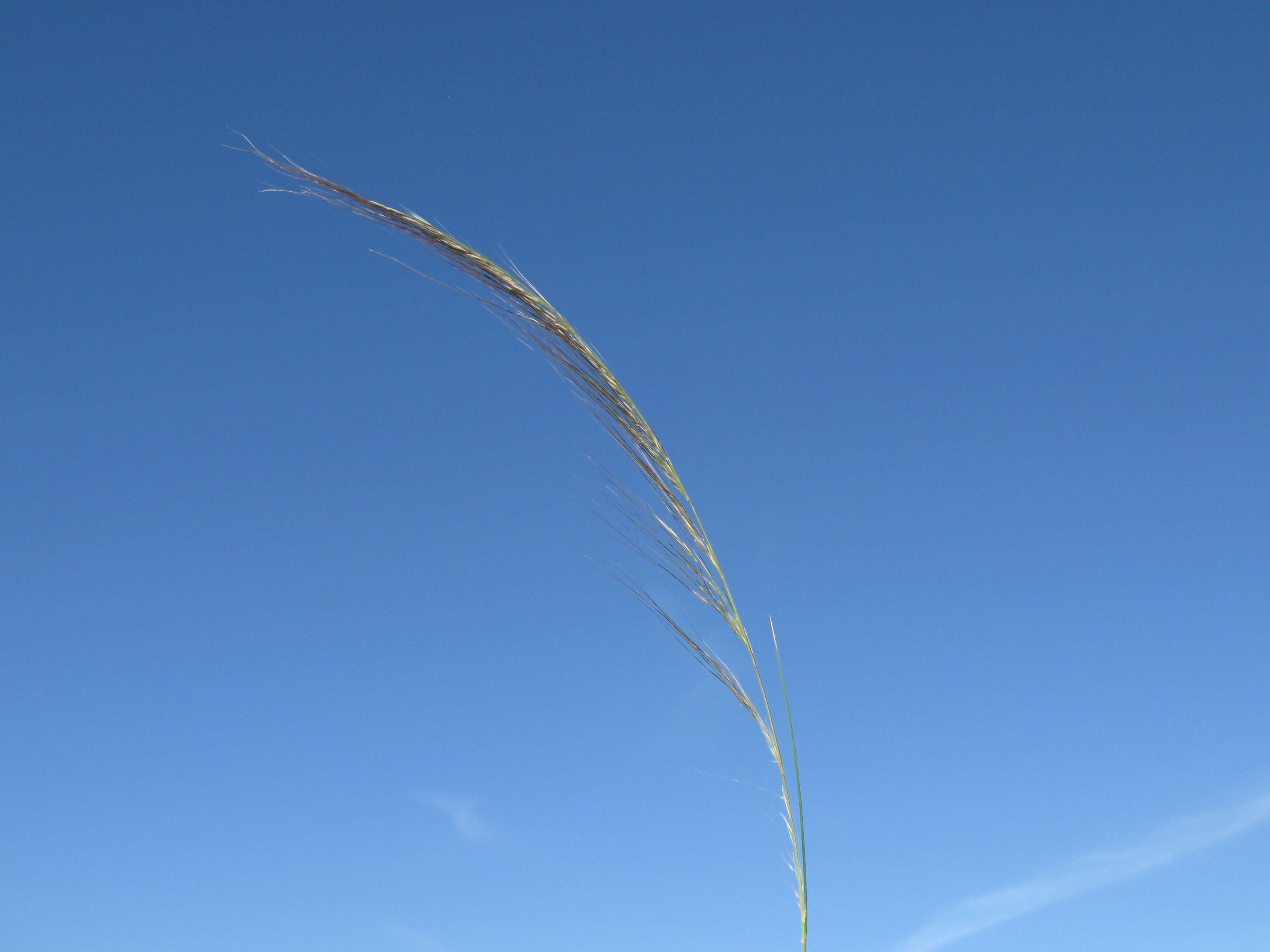 Image of Austrostipa nodosa (S. T. Blake) S. W. L. Jacobs & J. Everett