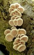 Image of Schizophyllaceae