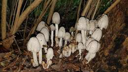 Plancia ëd Coprinopsis variegata (Peck) Redhead, Vilgalys & Moncalvo 2001