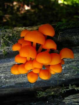 Image of Mycena leaiana (Berk.) Sacc. 1891