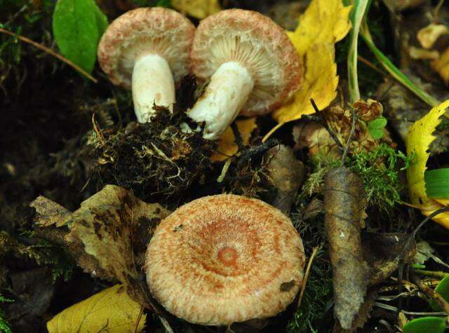 Image of Milk Cap Mushrooms