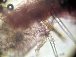 Image of mitelike mites