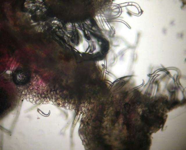 Image of mitelike mites