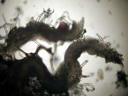 Image of mitelike mites