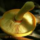 Imagem de Gymnopilus luteus (Peck) Hesler 1969