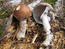 Image of Stropharia