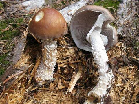 Image de Stropharia