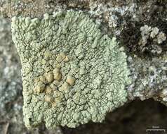 Image of <i>Lecanora muralis</i> (Schreber) Rabenh.