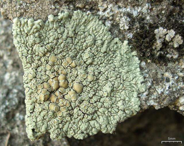 Image of <i>Lecanora muralis</i> (Schreber) Rabenh.