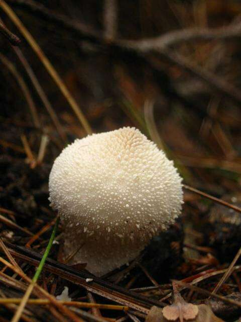 Imagem de Lycoperdon