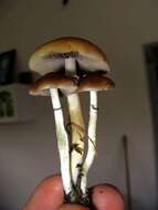 Image de Psilocybe