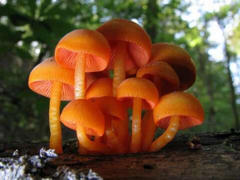 Image of Mycena leaiana (Berk.) Sacc. 1891