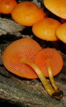 Image of Mycena leaiana (Berk.) Sacc. 1891