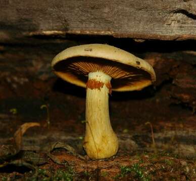 Image of Gymnopilus