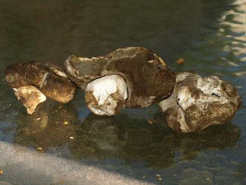 صورة Boletus subalpinus (Trappe & Thiers) Nuhn, Manfr. Binder, A. F. S. Taylor, Halling & Hibbett 2013