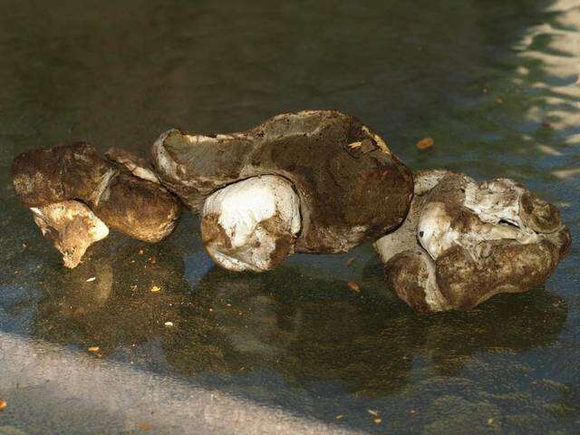 Sivun Boletus subalpinus (Trappe & Thiers) Nuhn, Manfr. Binder, A. F. S. Taylor, Halling & Hibbett 2013 kuva