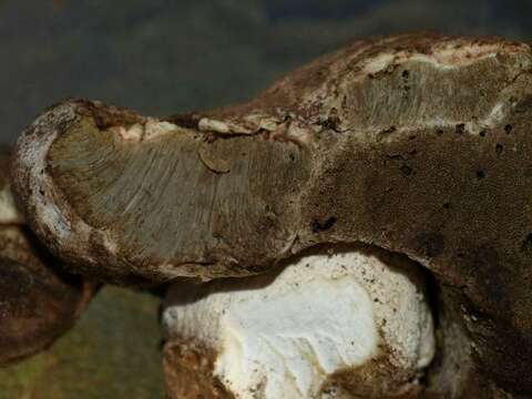 Boletus subalpinus (Trappe & Thiers) Nuhn, Manfr. Binder, A. F. S. Taylor, Halling & Hibbett 2013的圖片