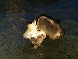 Image of Boletus subalpinus (Trappe & Thiers) Nuhn, Manfr. Binder, A. F. S. Taylor, Halling & Hibbett 2013