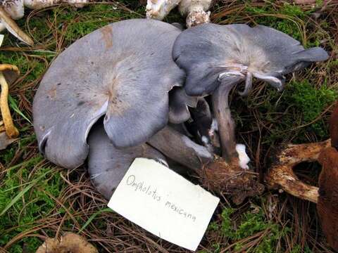 Imagem de Omphalotus mexicanus Guzmán & V. Mora 1984