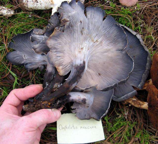 Imagem de Omphalotus mexicanus Guzmán & V. Mora 1984