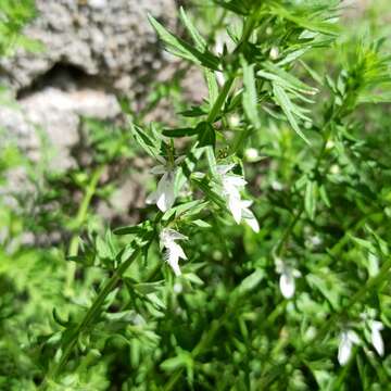 Image of small coastal germander