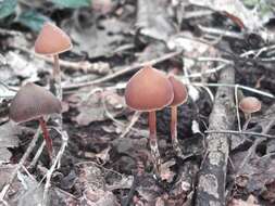 Plancia ëd Psilocybe subtropicalis Guzmán 1995