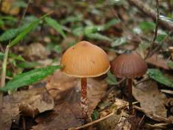 Image of Psilocybe subtropicalis Guzmán 1995