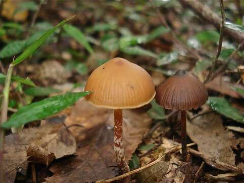 Plancia ëd Psilocybe subtropicalis Guzmán 1995