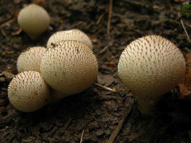 Imagem de Lycoperdon