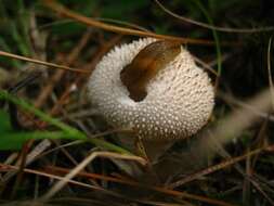 Imagem de Lycoperdon