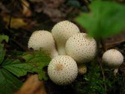 Imagem de Lycoperdon