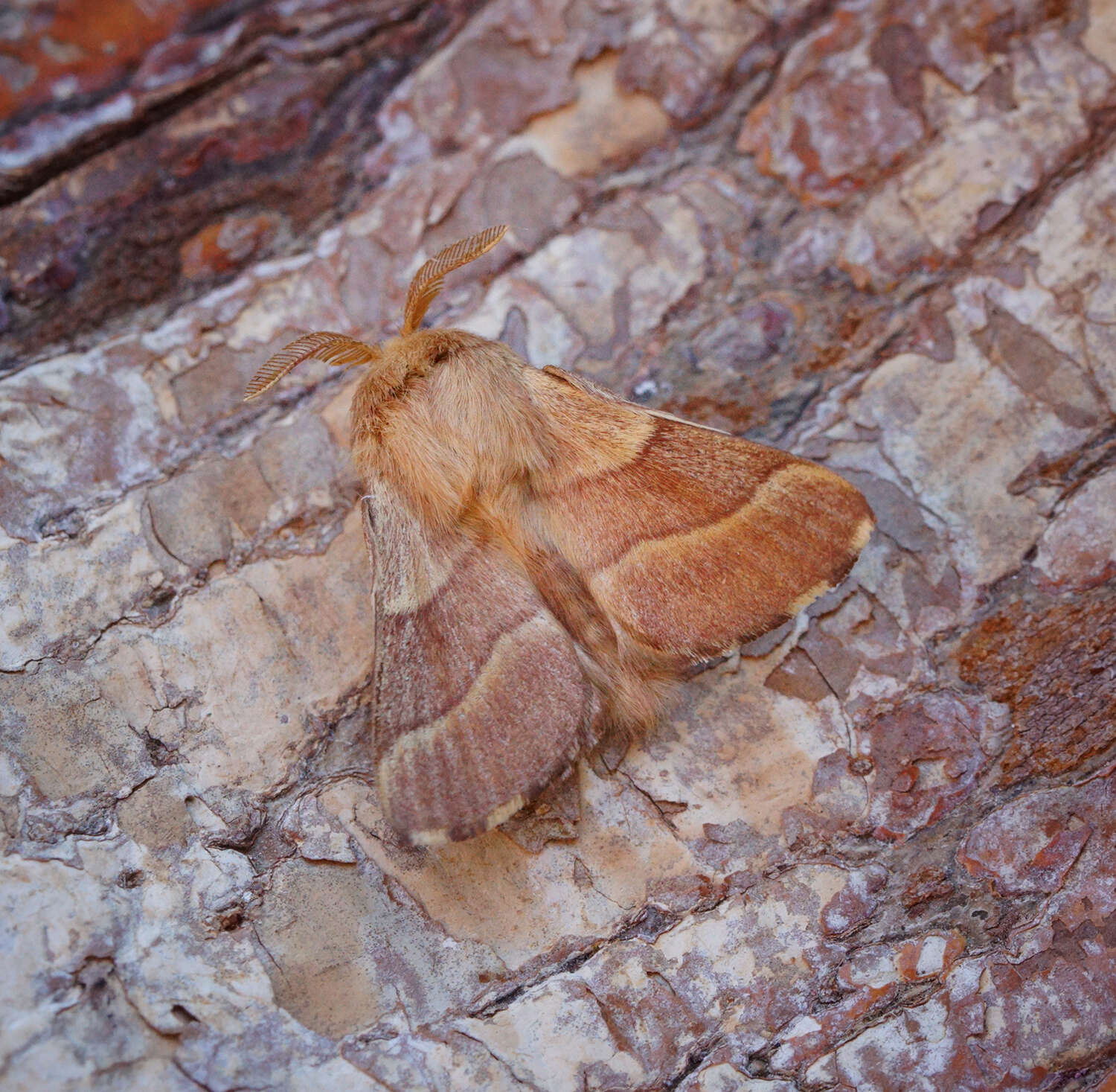 Image of lackey moth