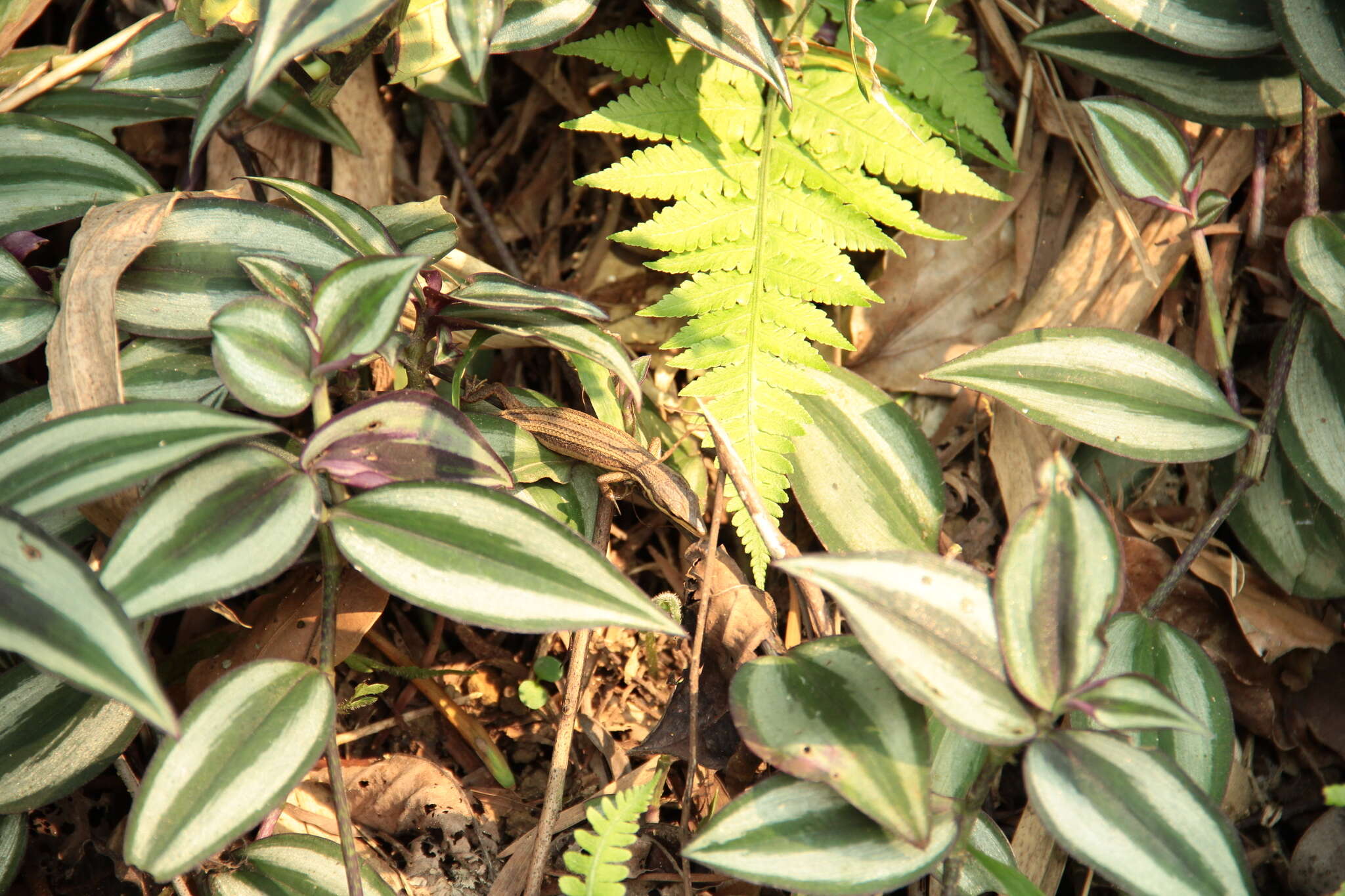 Image of Kuhne’s Grass Lizard