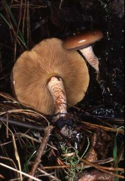 Image of Pholiota