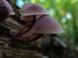 Image of Mycena