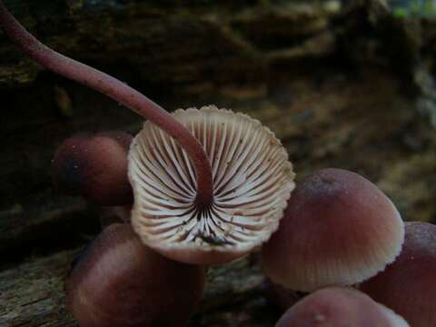 Image of Mycena