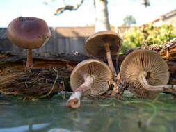 Image of Pholiota