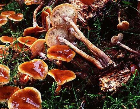 Plancia ëd Armillaria