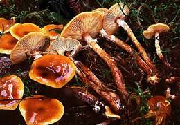 Image of Honey Fungus